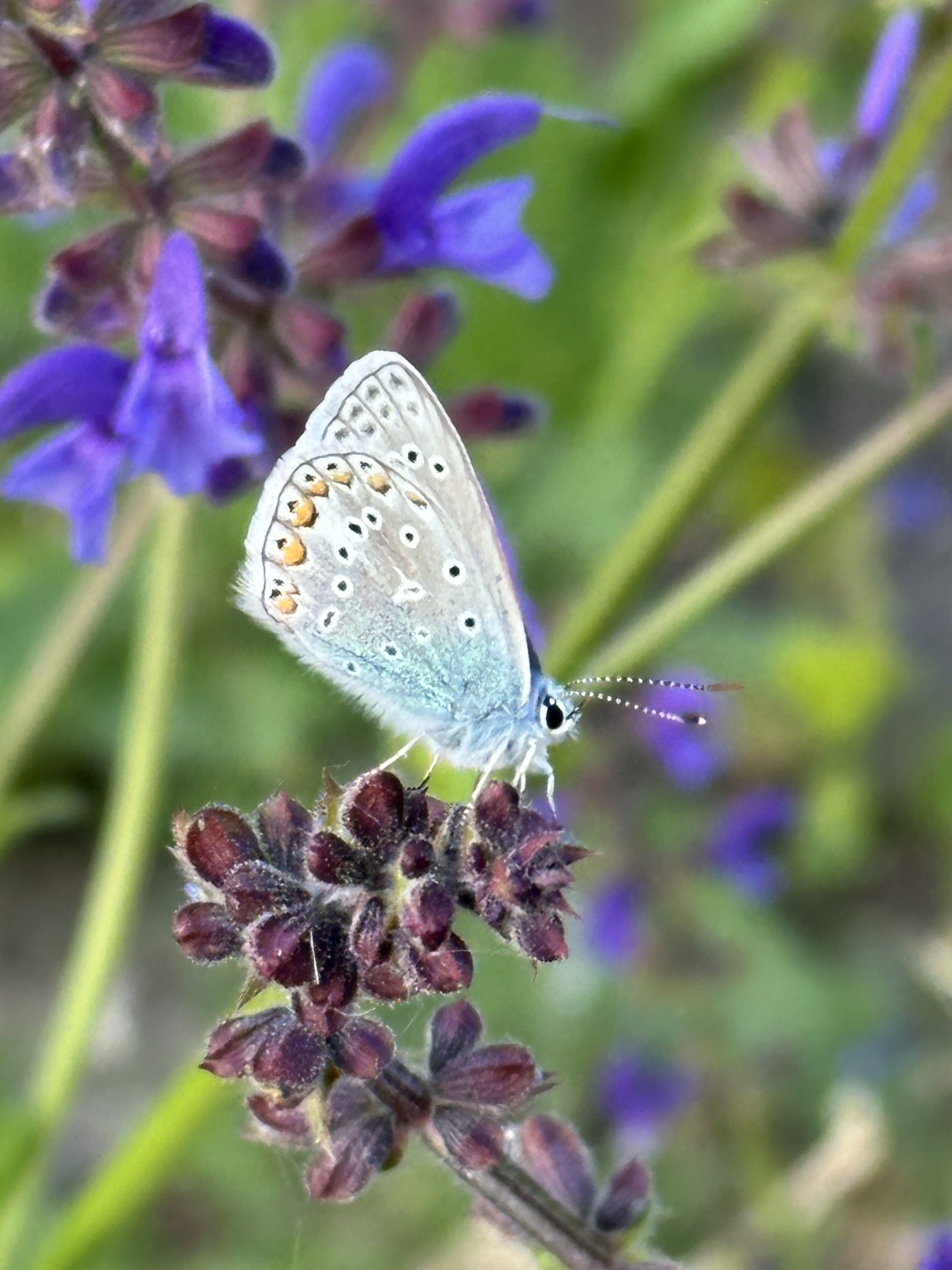 Kohlweissling nascht am Eisenkraut